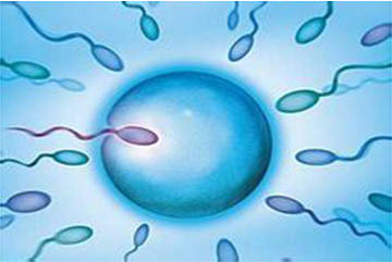 生殖内分泌专家